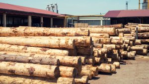 Comment les professionnels de la forêt assurent-ils la traçabilité du bois ?