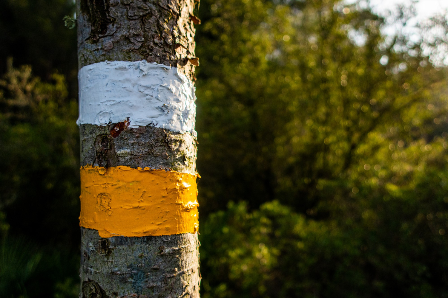 Mise au point sélective du détail du marquage des arbres pour une gestion durable des forets
